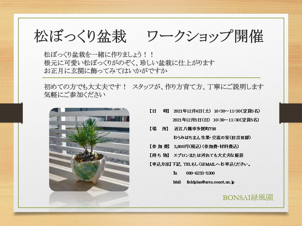 松ぼっくり盆栽　　ワークショップ開催